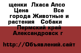 щенки  Лхаса Апсо › Цена ­ 20 000 - Все города Животные и растения » Собаки   . Пермский край,Александровск г.